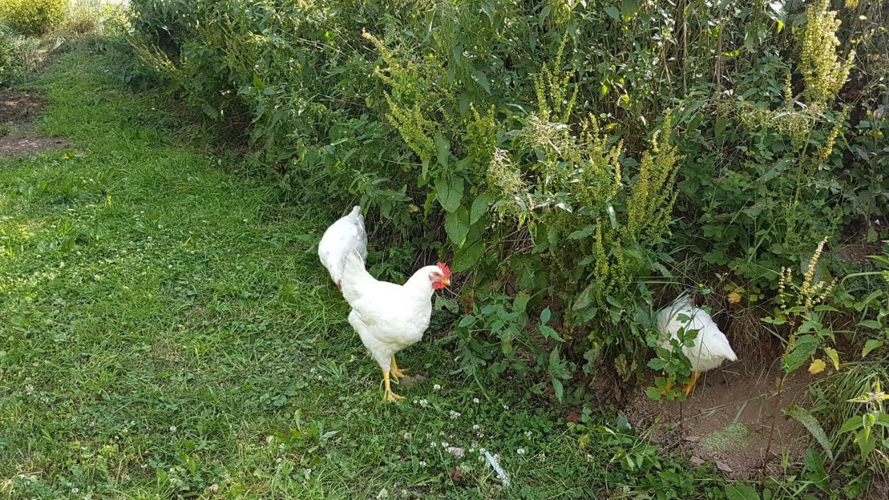 Ferienwohnung Ferrum كورباخ المظهر الخارجي الصورة